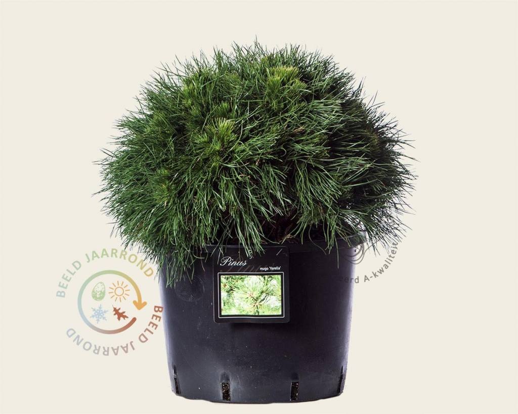 Pinus mugo 'Varella' 035/+
