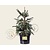 Picea abies 'Acrocona' - 40/50