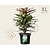 Mahonia media 'Winter Sun' - XL