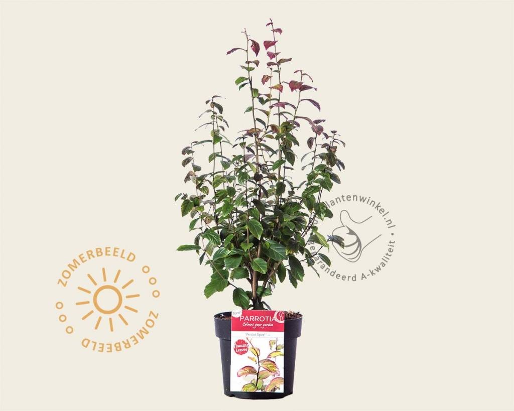 Parrotia persica 'Persian Spire'