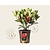 Skimmia japonica 'Obsession'