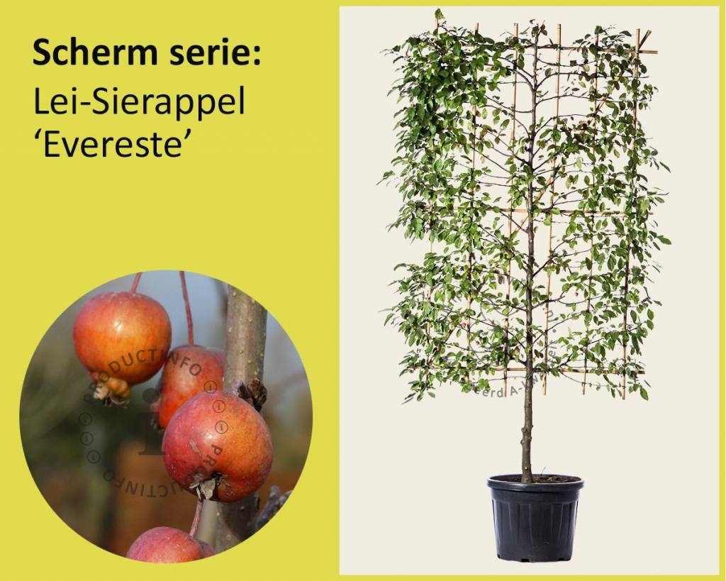 Lei-Sierappel 'Evereste' - Scherm