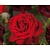 Rosa 'Graaf Lennart'