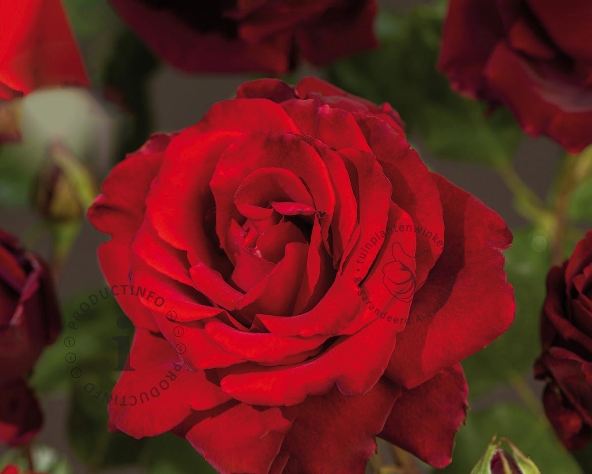 Rosa 'Graaf Lennart'