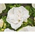 Rosa rugosa 'Blanc Double de Coubert'