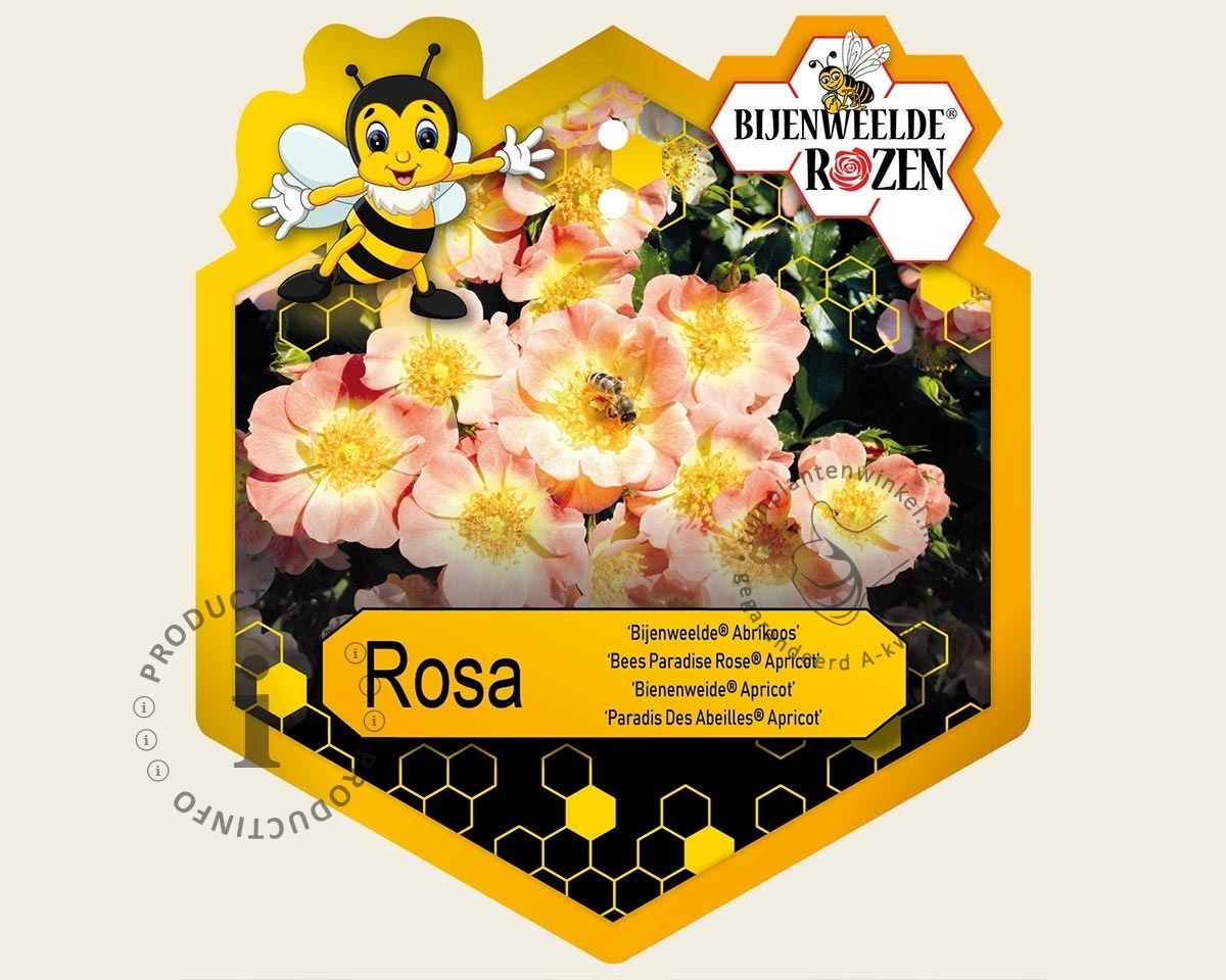Rosa 'Bijenweelde Abrikoos'