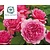 Rosa 'Princess Alexandra of Kent'