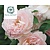 Rosa 'Gentle Hermione'