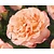 Rosa 'Augusta Luise'