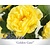 Rosa 'Golden Gate'