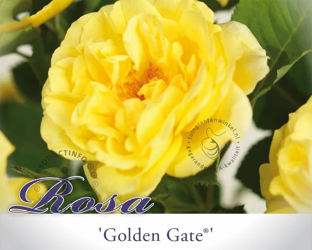 Rosa 'Golden Gate'