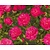 Rosa 'Knirps'