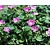 Erodium x variabile 'Bishop's Form'
