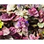 Ajuga reptans 'Burgundy Glow'
