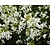 Arabis procurrens