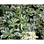 Arabis ferdinandi-coburgii 'Variegata'