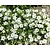 Arenaria montana