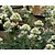 Centranthus ruber 'Albus'