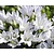 Campanula glomerata 'Schneekrone'