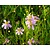 Coreopsis rosea 'American Dream'