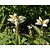 Chelone obliqua 'Alba'