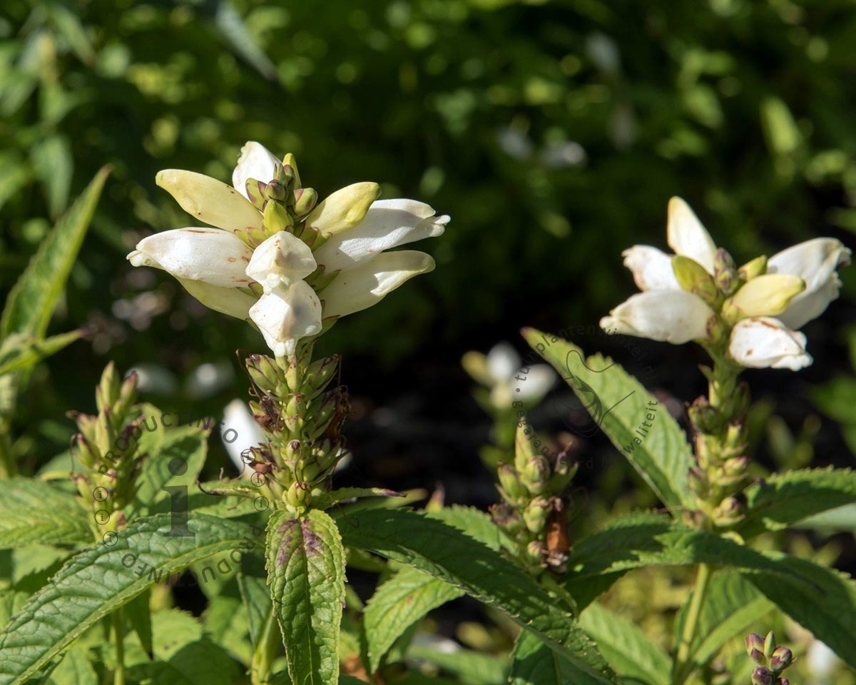 Chelone obliqua 'Alba'