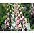 Digitalis mertonensis