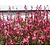 Gaura lindheimeri 'Pink Dwarf'