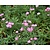 Gypsophila repens 'Rosea'