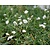 Gypsophila repens 'Alba'