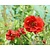 Geum chiloense 'Mrs Bradshaw'