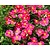 Helianthemum 'Ben Hope'