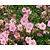 Helianthemum 'Lawrenson's Pink'