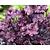 Heuchera 'Obsidian'