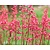 Heuchera sanguinea 'Splendens'