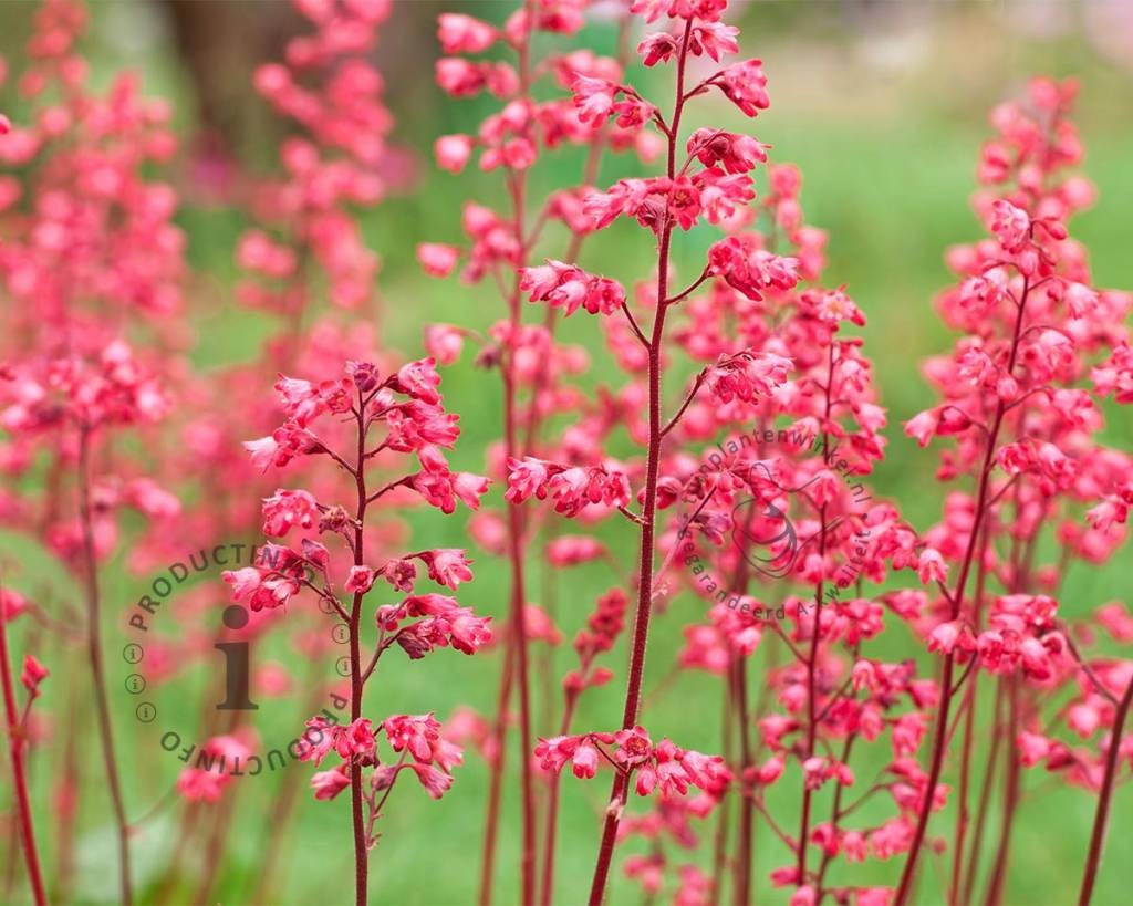 Heuchera sanguinea 'Splendens'
