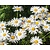 Leucanthemum vulgare 'Maikonigin'