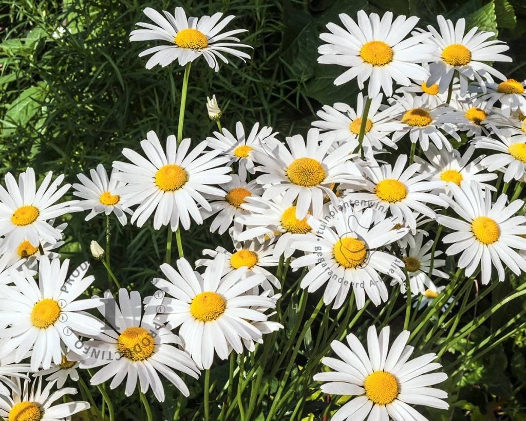Leucanthemum vulgare 'Maikonigin'