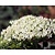 Sedum spectabile 'Stardust'