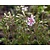 Phlox subulata 'Candystripes'