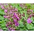 Geranium macrorrhizum 'Czakor'