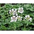 Geranium renardii