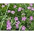 Geranium oxonianum 'Claridge Druce'