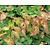 Epimedium perralchicum 'Frohnleiten'
