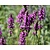 Stachys monieri 'Hummelo'