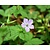 Geranium nodosum