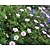 Geranium sanguineum var striatum