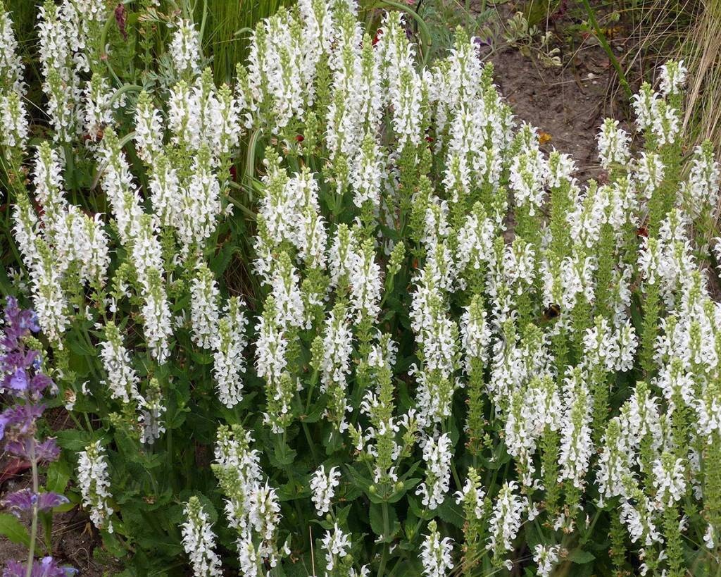 Salvia nemorosa 'Schneehugel'