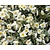 Helianthemum 'The Bride'