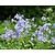 Polemonium reptans 'Blue Pearl'